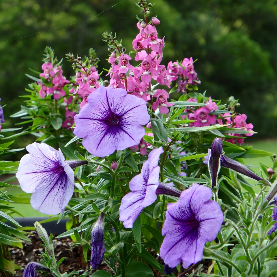Plant garden green