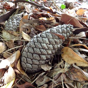 Pine nature season