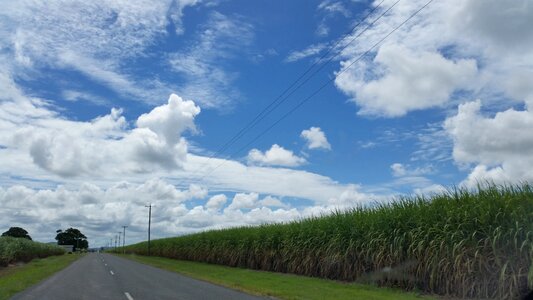 Rural cane fields crop photo