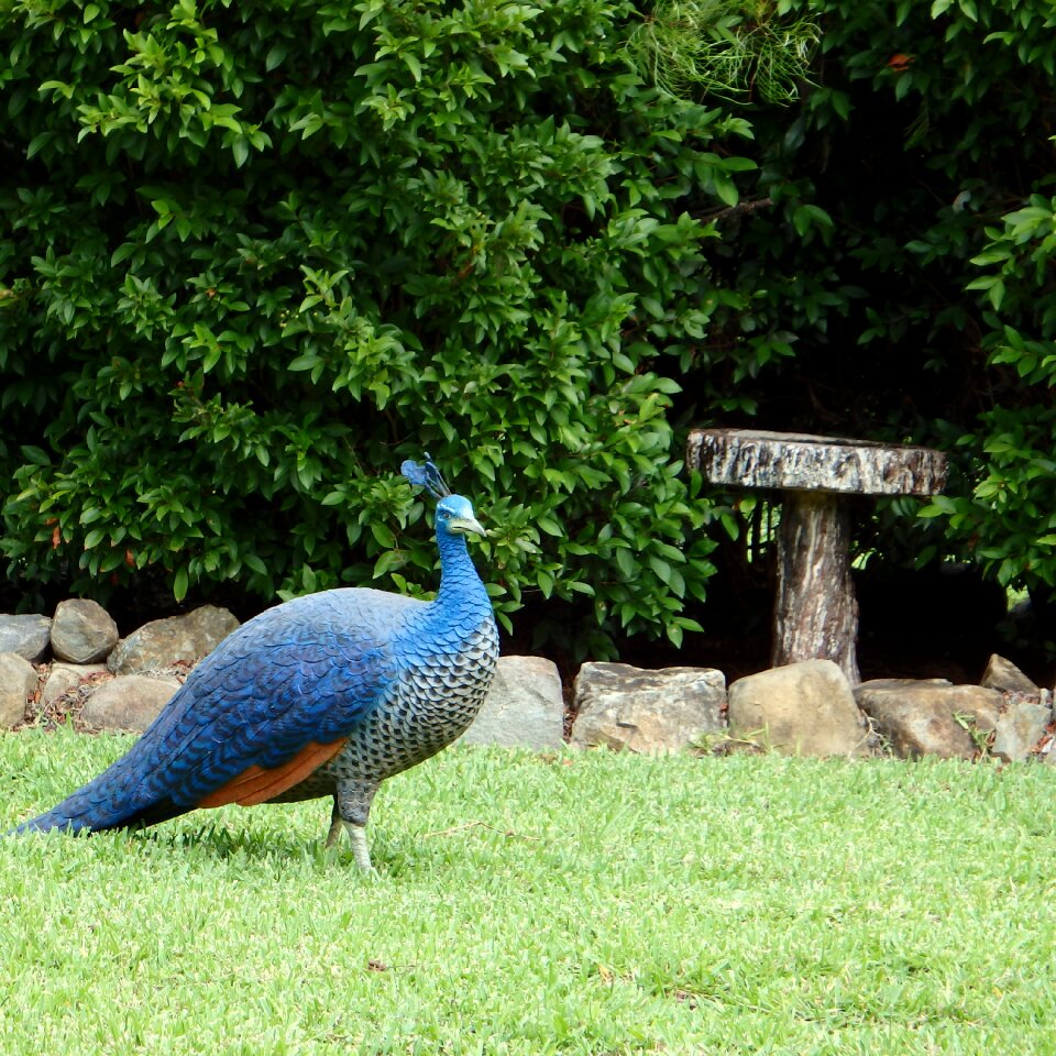 Bird peacock plumage