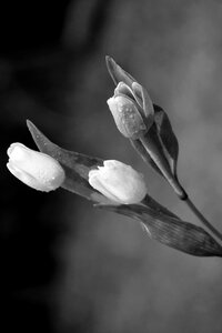 Flowers drops spring