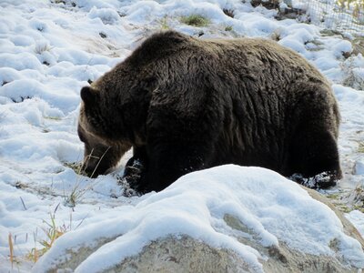 Snow bear mountain