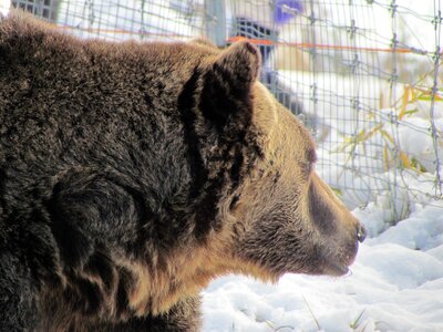 Snow bear mountain