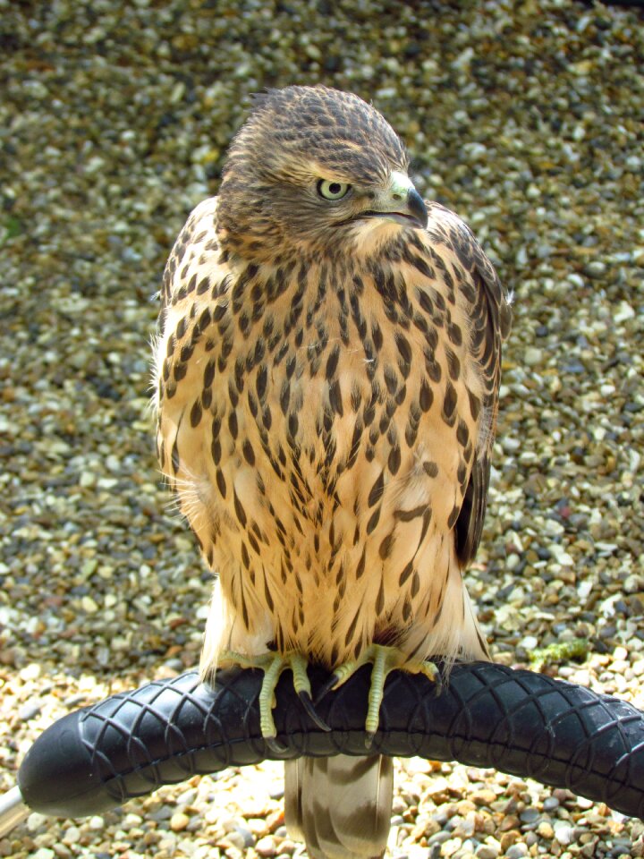 Animal bird of prey