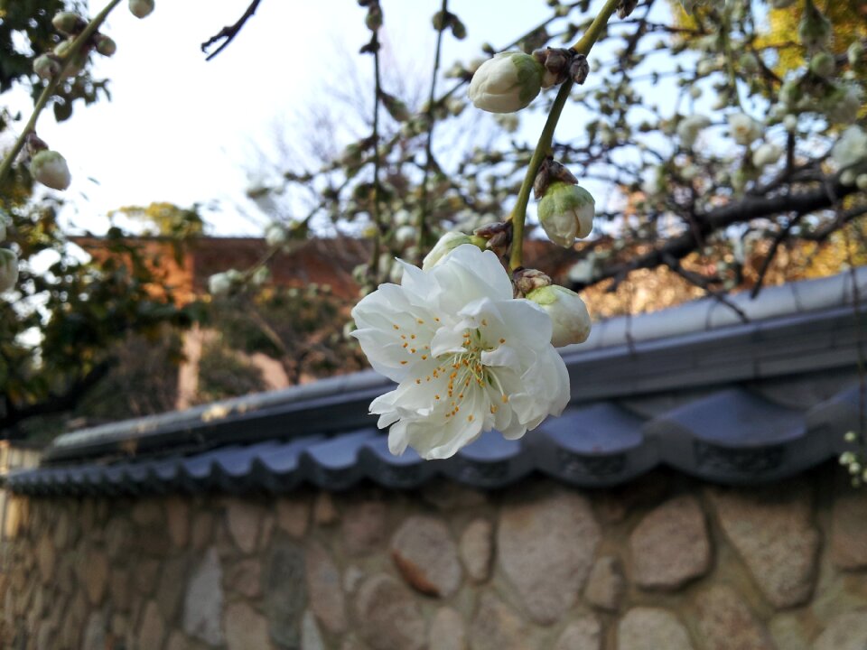 Flowers kobe mikage