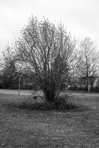 Black white tree