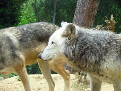 Zoo wild predator photo