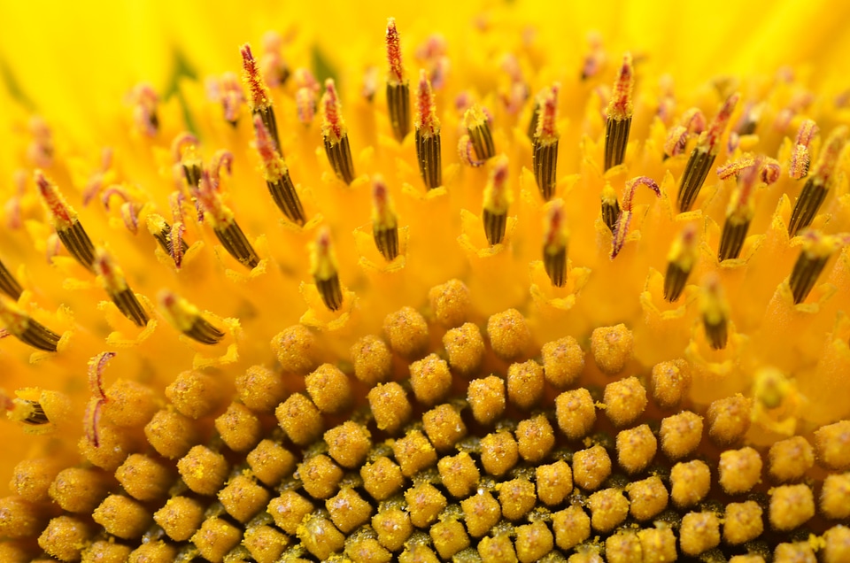 Yellow flower plant