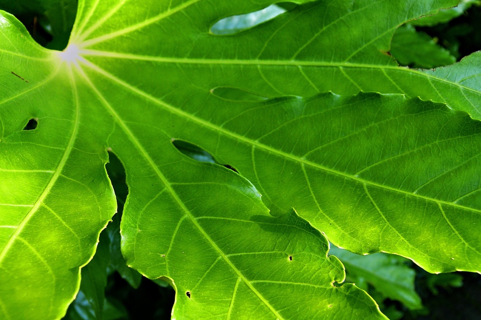 Forest plant natural