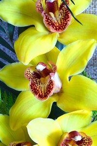 Flower flowers yellow