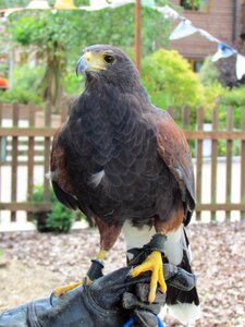 Animal bird of prey
