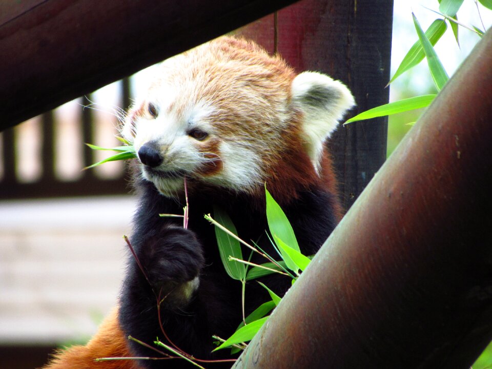 Eating sitting animal