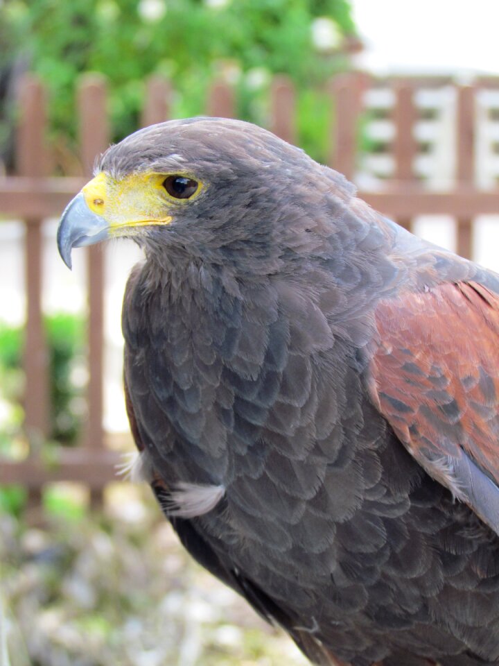 Animal bird of prey