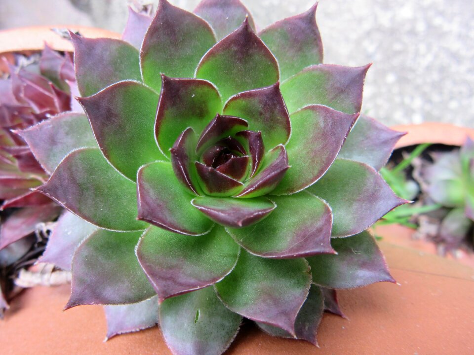 Sempervivum rosette succulent
