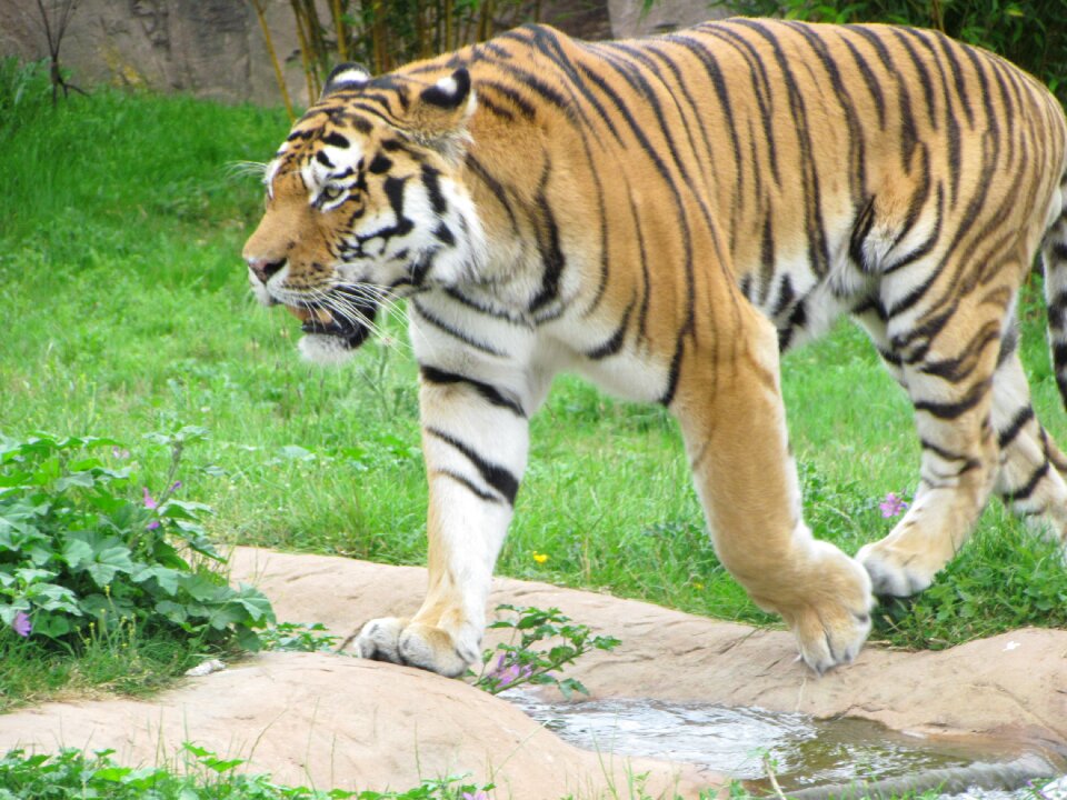 Cat wild wildlife