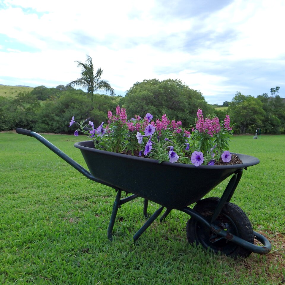 Garden flowers broken