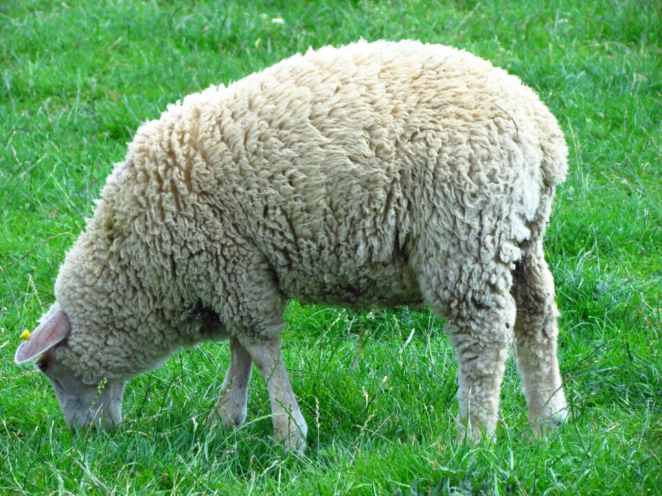 Animal grass