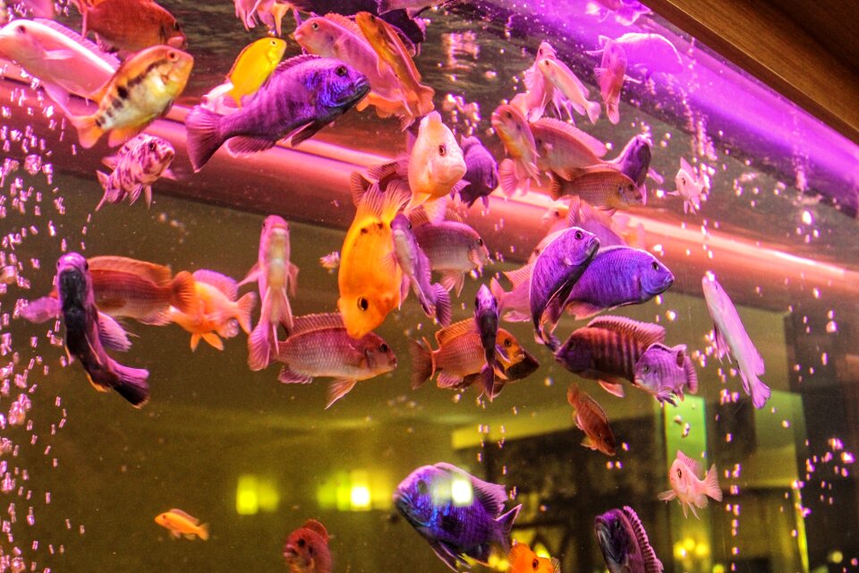 Freshwater fish perch mouthbrooders