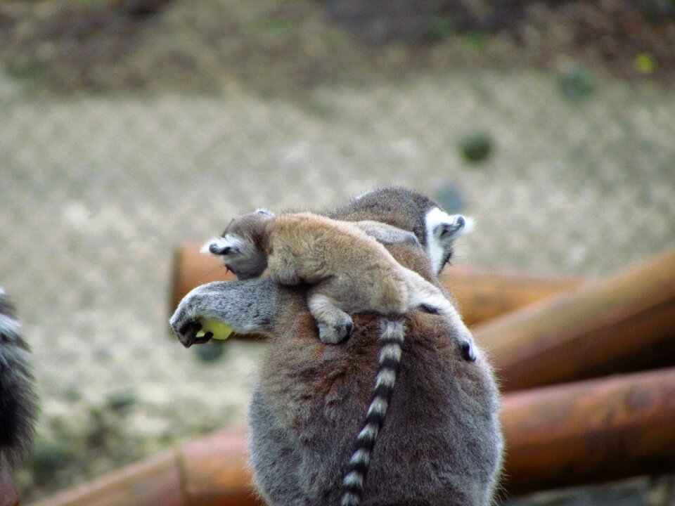 Post zoo