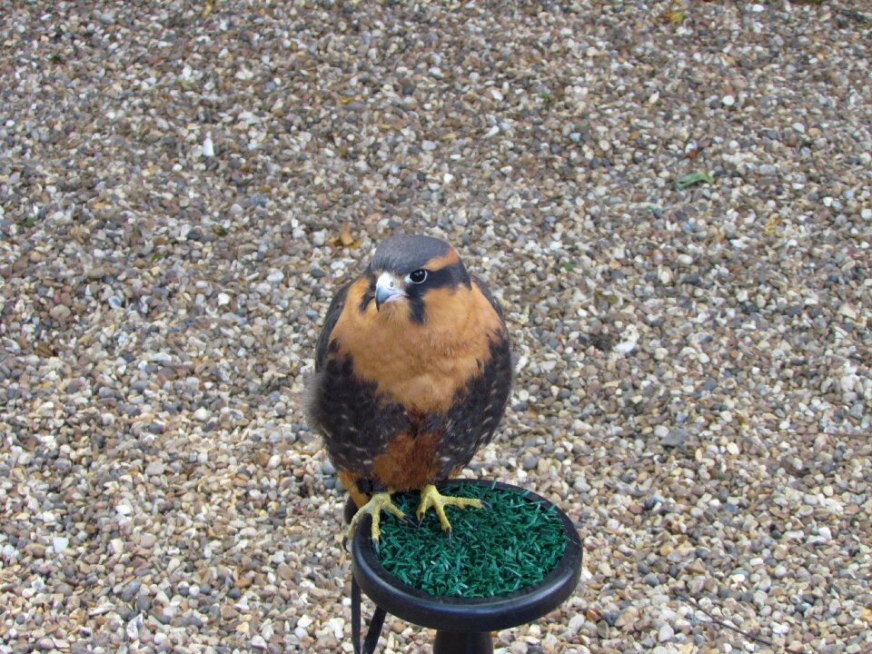 Animal bird of prey