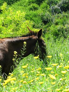 Brown field yellow flowers photo