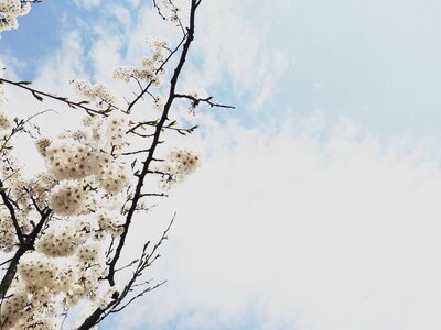 Cherry blossom spring flowers
