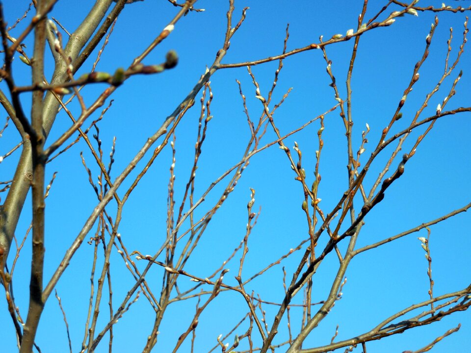 Branches nature blossom