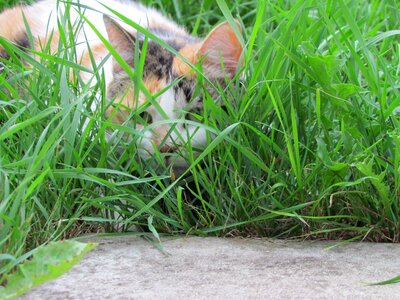Domestic feline outdoor photo