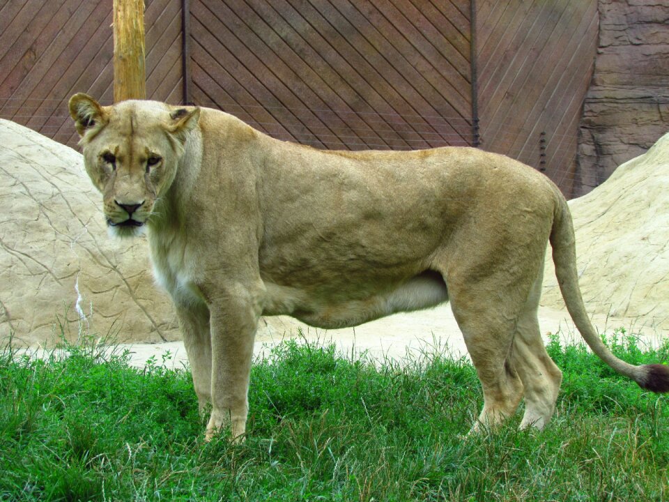 Wildlife predator carnivore