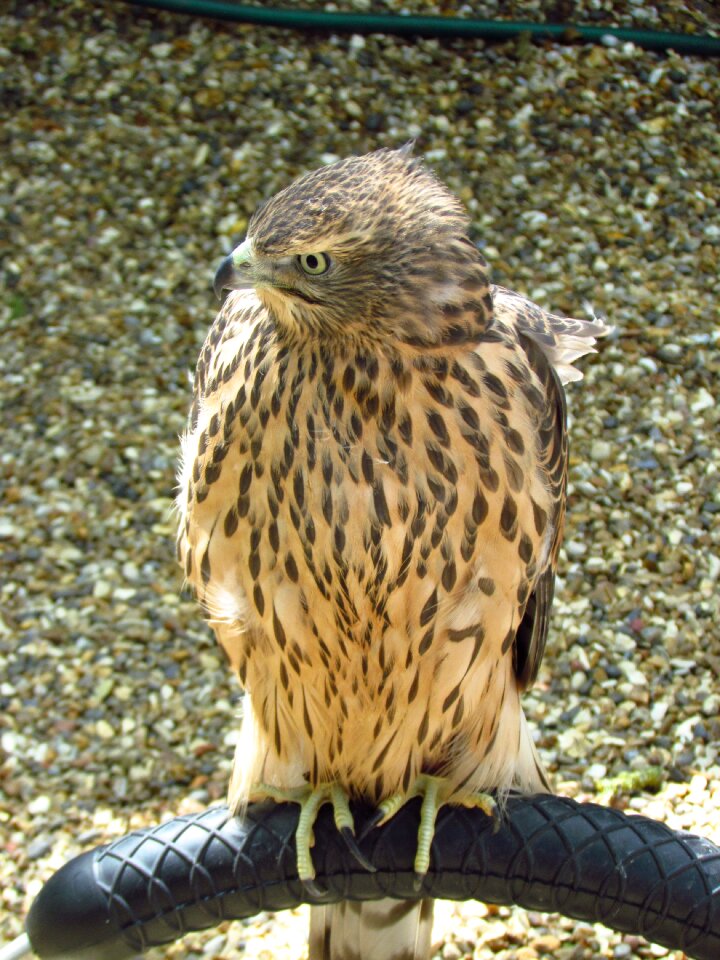 Animal bird of prey