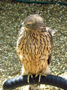 Animal bird of prey