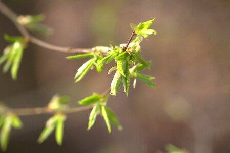 Leaf bud spring photo