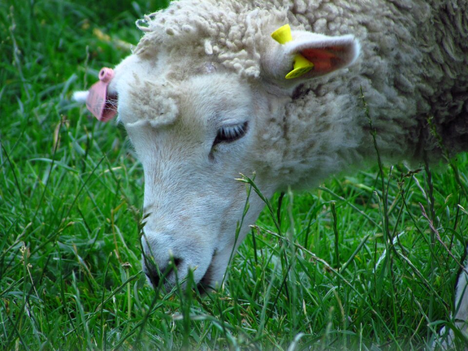 Animal grass