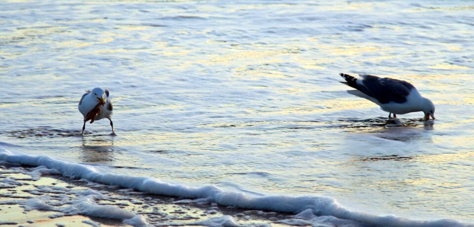 Water starfish nature photo