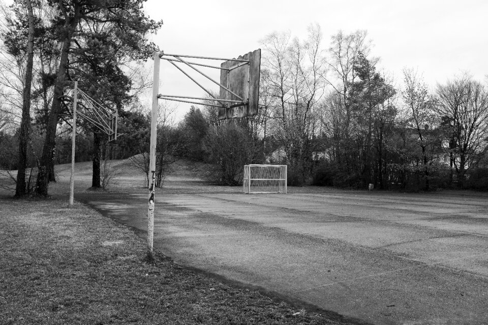Tree gray basketball
