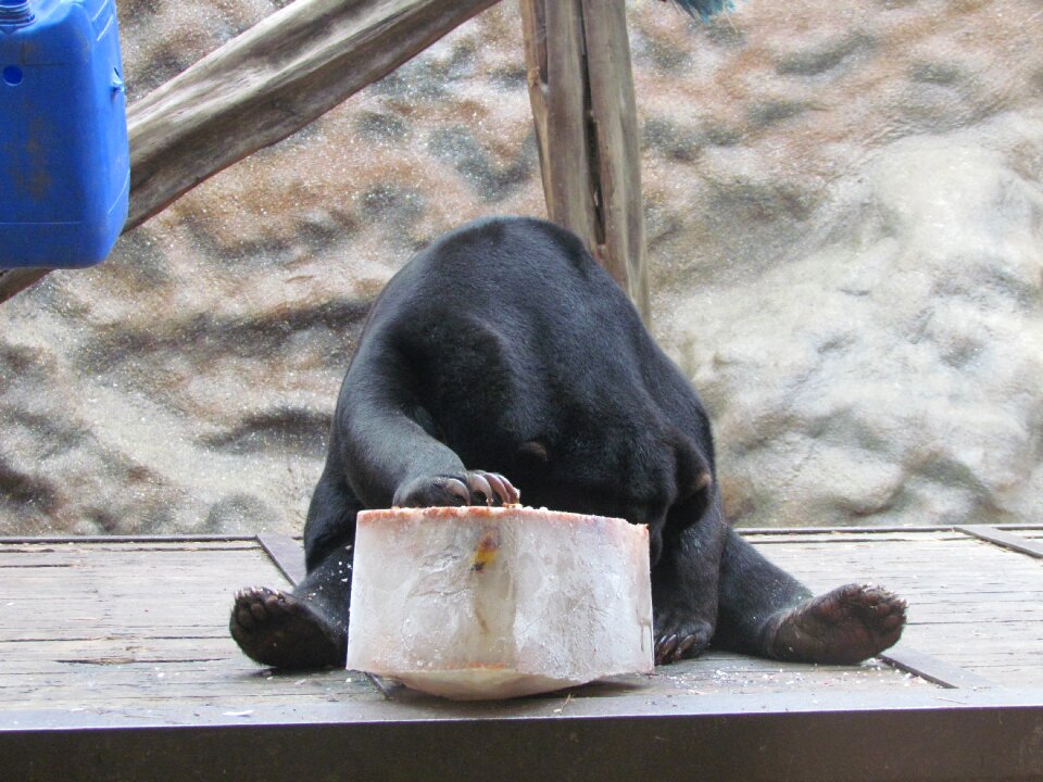 Animal wildlife hungry