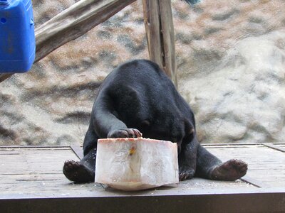 Animal wildlife hungry