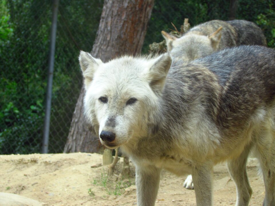 Wild predator