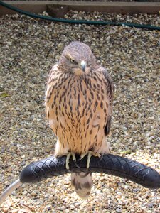 Animal bird of prey
