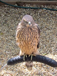 Animal bird of prey photo