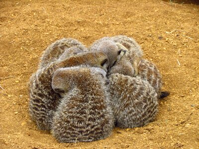 Furry cuddling zoo