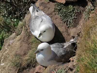 Cliff nest coastal photo