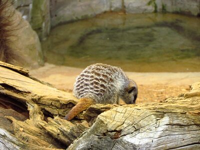 Furry zoo