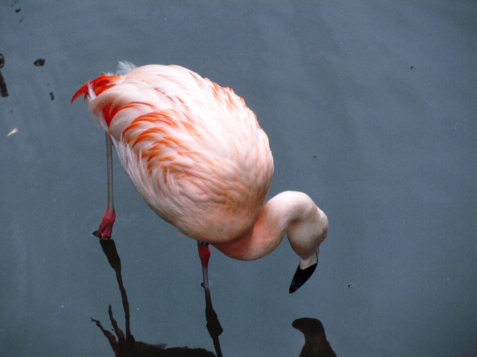 Pink exotic feather