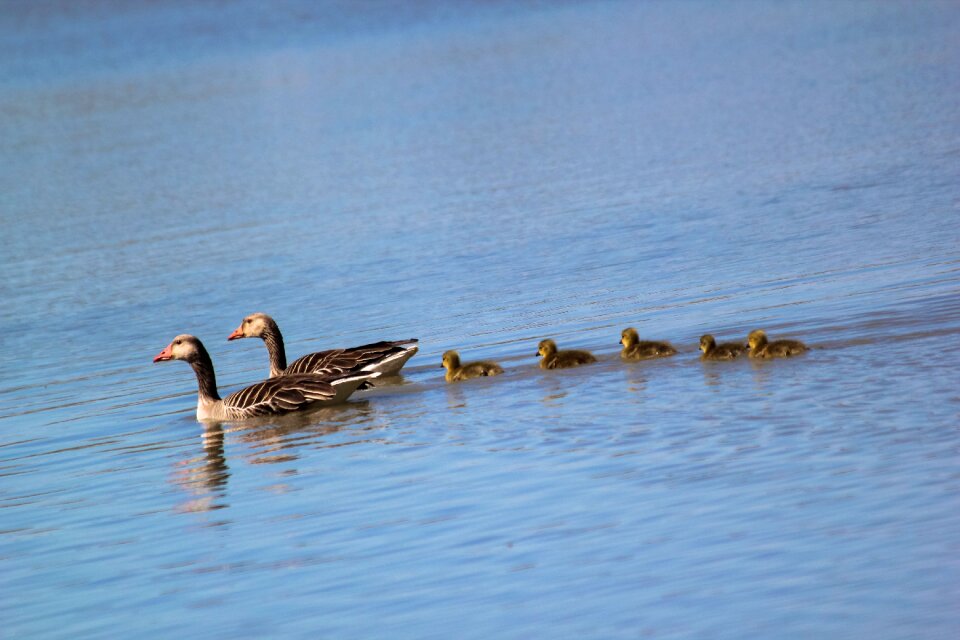 Wild geese family buds