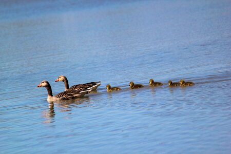 Wild geese family buds