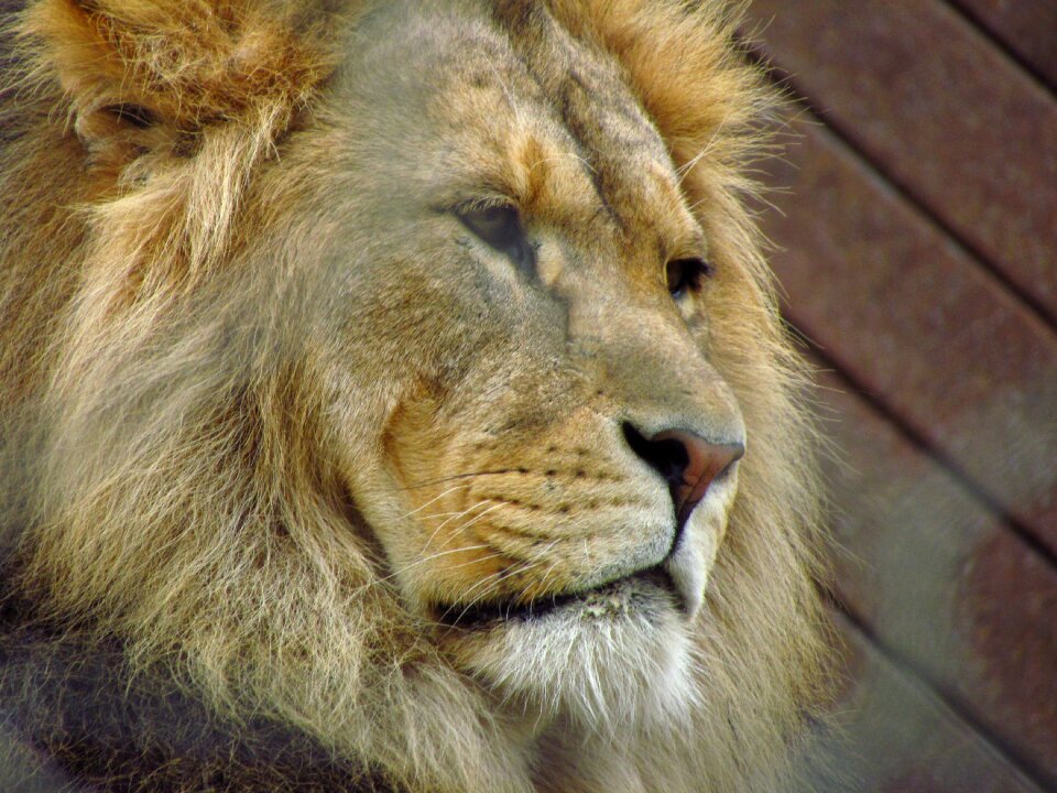 Wildlife predator carnivore