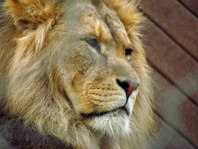Wildlife predator carnivore