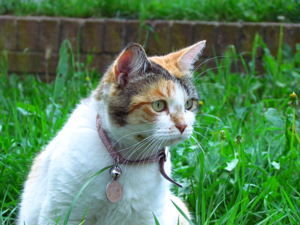 Domestic feline outdoor