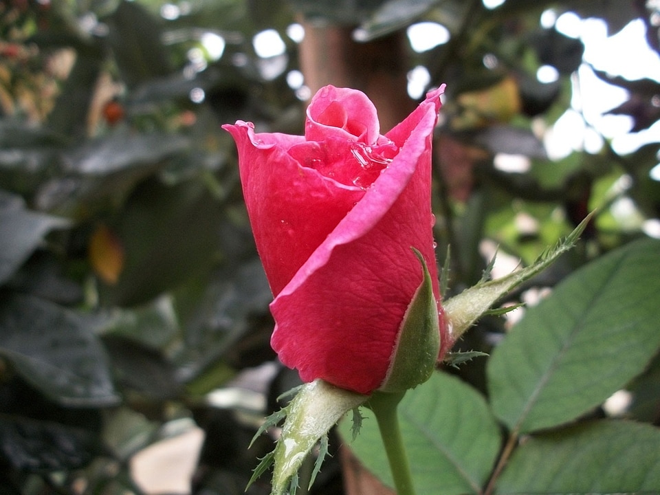 Bud flora leaves